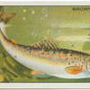 Brown Trout.