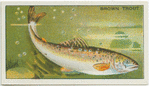 Brown Trout.