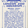 Brown Trout.