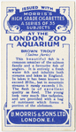Brown Trout.