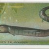 Three-Toed Salamander.