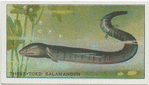 Three-Toed Salamander.