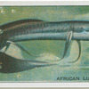 African Lung Fish.