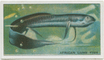 African Lung Fish.
