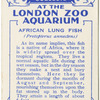African Lung Fish.
