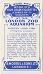 African Lung Fish.