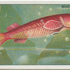 Sucker Fish.