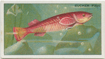 Sucker Fish.