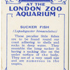 Sucker Fish.