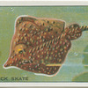 Thornback Skate.
