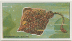 Thornback Skate.