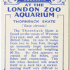 Thornback Skate.