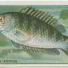Climbing Perch.