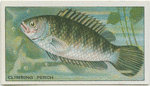 Climbing Perch.