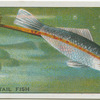 Sword-Tail Fish.