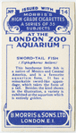 Sword-Tail Fish.