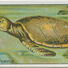 Green Turtle.