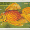 Veil-Tailed Goldfish.