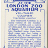 Veil-Tailed Goldfish.