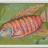 Paradise Fish.