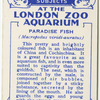 Paradise Fish.