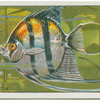 Angel Fish.