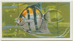 Angel Fish.