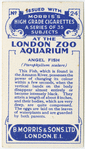 Angel Fish.