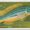 Striped Wrasse.