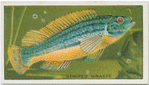 Striped Wrasse.
