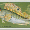 Butterfly Blenny.