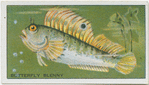 Butterfly Blenny.