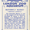 Butterfly Blenny.