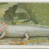 Axolotl.