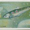 Millions Fish.