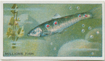 Millions Fish.