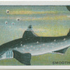 Smooth Hound.