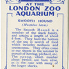 Smooth Hound.
