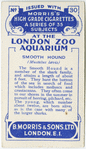 Smooth Hound.
