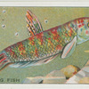 Fighting Fish.