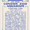 Fighting Fish.