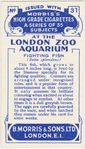 Fighting Fish.