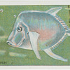 Moon-Fish.