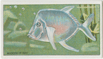 Moon-Fish.