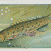 Bow-Fin.