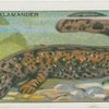 Giant Salamander.