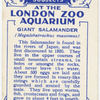 Giant Salamander.