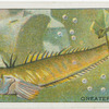 Greater Weever.