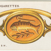 The Fish