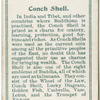Conch Shell